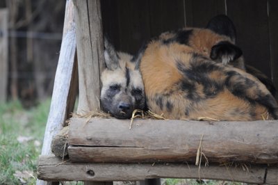 Couverture écrasante_4298435929_l.jpg